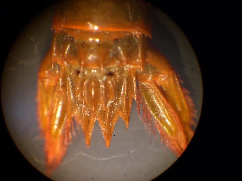 Gonodactylaceus ternatensis T.F.C. female AS 6 and telson.JPG